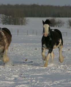 JQ4P8081 Clydesdales In Snow, Joseph Lake Clydesdales, AB
