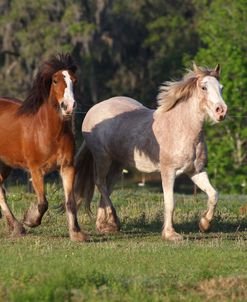 CQ2R0608 Clydesdale Youngsters, Briar Patch Farm, FL