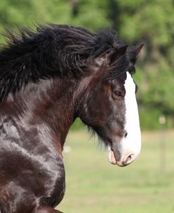 CQ2R0729 Clydesdale Stallion – Biggs – Briar Patch Farm, FL