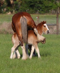 CQ2R0783 Clydesdale Mare & Foal, Briar Patch Farm, FL