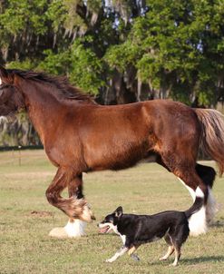 CQ2R4870 Clydesdale & Dog, Briar Patch Farm, FL