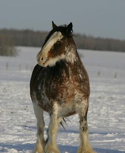 JQ4P8133 Clydesdale In Snow, Joseph Lake Clydesdales, AB