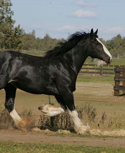 MD3P0002 Clydesdale, Sisters View, OR