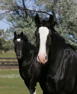 MD3P0048 Clydesdales, Sisters View, OR