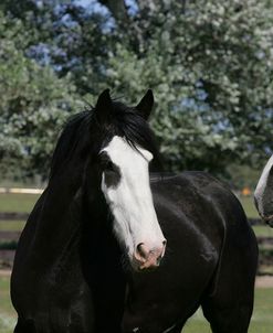 MD3P0063 Clydesdale, Sisters View, OR