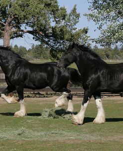 MD3P0104 Clydesdales, Sisters View, OR