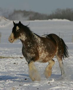 JQ4P8088 Clydesdale In Snow, Joseph Lake Clydesdales, AB