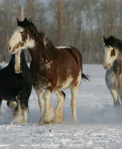 JQ4P8090 Clydesdales In Snow, Joseph Lake Clydesdales, AB