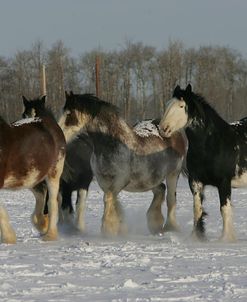 JQ4P8095 Clydesdales In Snow, Joseph Lake Clydesdales, AB