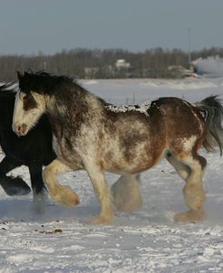 JQ4P8118 Clydesdales In Snow, Joseph Lake Clydesdales, AB