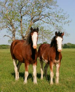 MD3P3316 Clydesdales,3R, TX