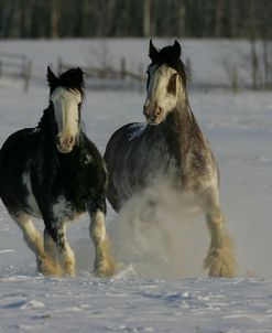 MD3P4069 Clydesdales In Snow, Joseph Lake Clydesdales, AB
