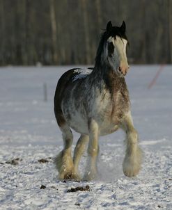 MD3P4133 Clydesdale In Snow, Joseph Lake Clydesdales, AB