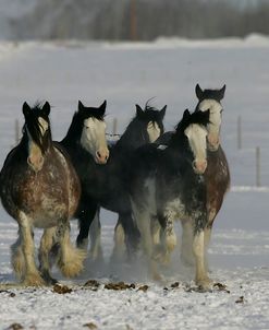MD3P4178 Clydesdales In Snow, Joseph Lake Clydesdales, AB