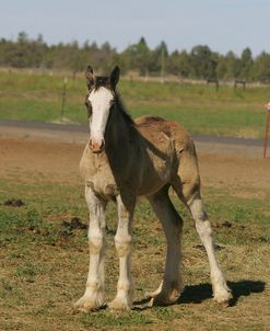 MD3P4207 Clydesdale Foal, Sisters View, OR