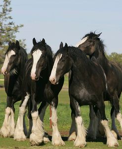 MD3P4334 Clydesdales, Sisters View, OR