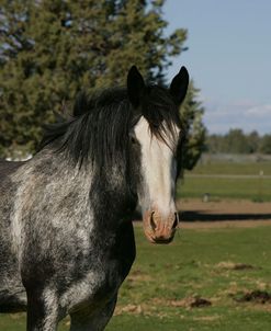 MD3P0220 Clydesdale, Sisters View, OR