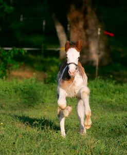 MD3P3247 Clydesdale Foal, 3R, TX