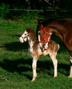 MD3P3283 Clydesdale Mare & Foal, 3R, TX