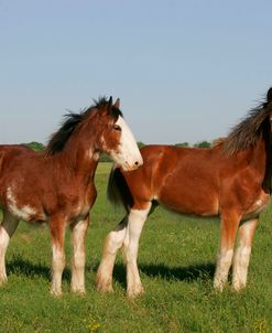 MD3P3295 Clydesdales,3R, TX