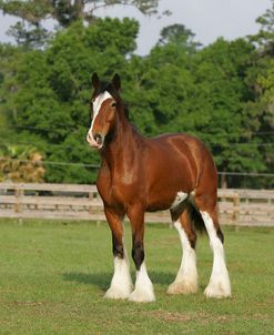 MI9E2740 Clydesdale Bluffview Clydesdales & Friesians, FL