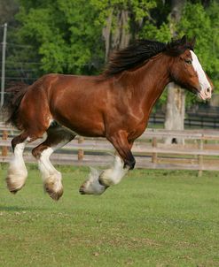 MI9E2744 Clydesdale Bluffview Clydesdales & Friesians, FL