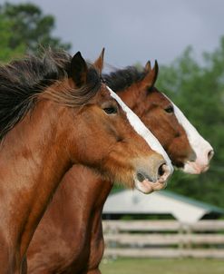 MI9E2758 Clydesdales Bluffview Clydesdales & Friesians, FL