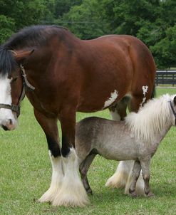 MI9E2971 Clydesdale – Smudge – Miniature – Little Bit – Owned ByIan Garden, FL