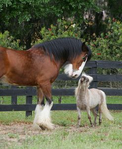 MI9E3063 Fighting Clydesdale – Smudge – Miniature – LittleBit – Owned ByIan Garden, FL