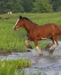 MI9E4093 Clydesdale Crossing River, Rothrock Andalucians, IL