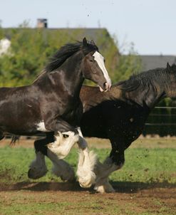 MD3P4361 Clydesdales, Sisters View, OR