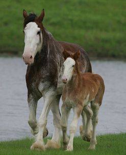 MD3P7915 Clydesdale Mare & Foal – Kiera & Lass – Horse Feathers Farm, TX