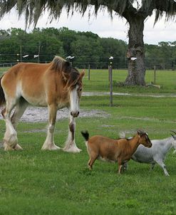 MI9E0613 Clydesdale & Goats, Rocky Acres Ranch, FL