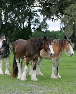 MI9E0695 Clydesdales, Rocky Acres Ranch, FL