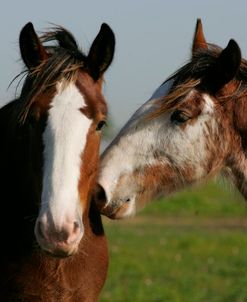 MI9E4441 Clydesdales, 3R, TX