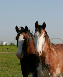 MI9E4447 Clydesdales, 3R, TX