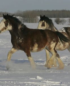MW8Z7376 Clydesdales In Snow, Joseph Lake Clydesdales, AB