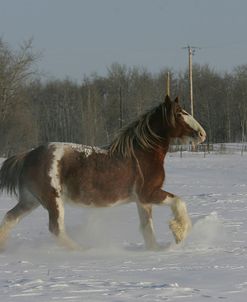 MW8Z7407 Clydesdale In Snow, Joseph Lake Clydesdales, AB