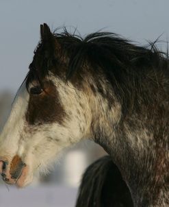 MW8Z7426 Clydesdale In Snow, Joseph Lake Clydesdales, AB