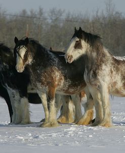 MW8Z7428 Clydesdales In Snow, Joseph Lake Clydesdales, AB