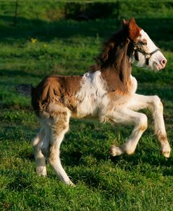 MI9E4240 Clydesdale Foal, 3R, TX