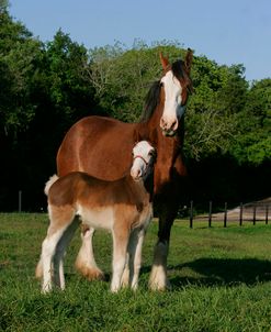 MI9E4334 Clydesdale Mare & Foal, 3R, TX