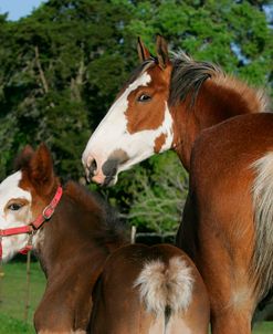 MI9E4367 Clydesdale Mare & Foal, 3R, TX