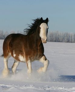 XR9C3100 Clydesdale In Snow, Joseph Lake Clydesdales, AB