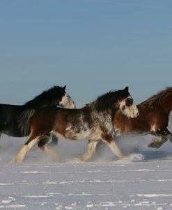 XR9C3124 Clydesdales In Snow, Joseph Lake Clydesdales, AB