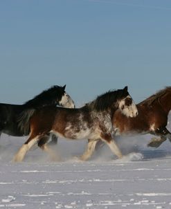 XR9C3124 Clydesdales In Snow, Joseph Lake Clydesdales, AB