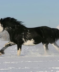 XR9C3128 Clydesdale In Snow, Joseph Lake Clydesdales, AB
