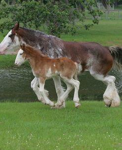 MW8Z7544 Clydesdale Mare & Foal – Kiera & Lass – Horse Feathers Farm, TX