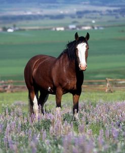 PIC213 Clydesdale, Idaho