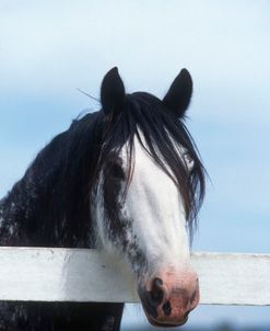 PIC360 Clydesdale